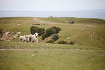 Boutique Horse Treks, Clive, New Zealand. Natural Horsemanship.