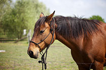 Boutique Horse Treks, Clive, New Zealand. Natural Horsemanship.