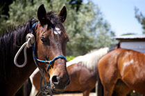 Boutique Horse Treks, Clive, New Zealand. Natural Horsemanship.