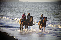 Boutique Horse Treks, Clive, New Zealand. Natural Horsemanship.