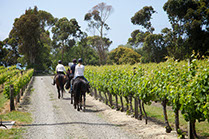 Boutique Horse Treks, Clive, New Zealand. Clearview Winery, Te Awanga