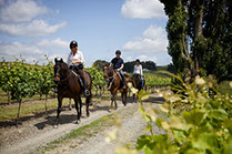 Boutique Horse Treks, Clive, New Zealand. Clearview Winery, Te Awanga