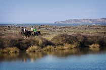 Boutique Horse Treks, Clive, New Zealand.