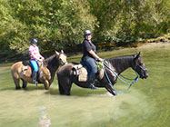Boutique Horse Treks, Clive, New Zealand. Clearview Winery, Te Awanga
