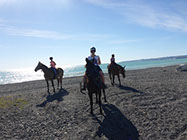 Boutique Horse Treks, Clive, New Zealand. Clearview Winery, Te Awanga