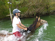 Boutique Horse Treks, Clive, New Zealand. Clearview Winery, Te Awanga