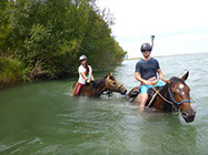 Boutique Horse Treks, Clive, New Zealand. Clearview Winery, Te Awanga