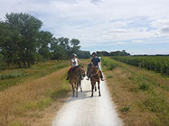 Boutique Horse Treks, Clive, New Zealand. Clearview Winery, Te Awanga