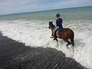 Boutique Horse Treks, Clive, New Zealand. Clearview Winery, Te Awanga