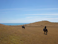 Boutique Horse Treks, Clive, New Zealand. Clearview Winery, Te Awanga
