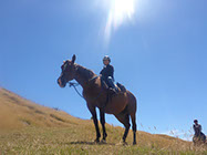 Boutique Horse Treks, Clive, New Zealand. Clearview Winery, Te Awanga