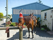 Boutique Horse Treks, Clive, New Zealand. Clearview Winery, Te Awanga