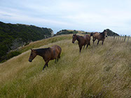 Boutique Horse Treks, Clive, New Zealand. Clearview Winery, Te Awanga