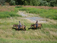 Boutique Horse Treks, Clive, New Zealand. Clearview Winery, Te Awanga
