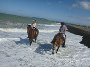 Boutique Horse Treks, Clive, New Zealand. Clearview Winery, Te Awanga