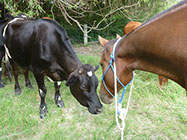 Boutique Horse Treks, Clive, New Zealand. Clearview Winery, Te Awanga
