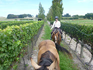 Boutique Horse Treks, Clive, New Zealand. Clearview Winery, Te Awanga