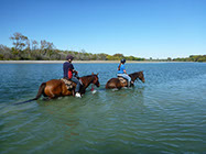 Boutique Horse Treks, Clive, New Zealand. Clearview Winery, Te Awanga