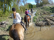 Boutique Horse Treks, Clive, New Zealand. Clearview Winery, Te Awanga