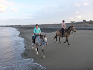 Boutique Horse Treks, Clive, New Zealand. Clearview Winery, Te Awanga